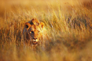 别只看得分,NBA助攻榜同样精彩绝伦!